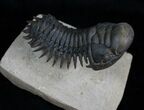 Flying Crotalocephalina Trilobite - Wow! #3919-6